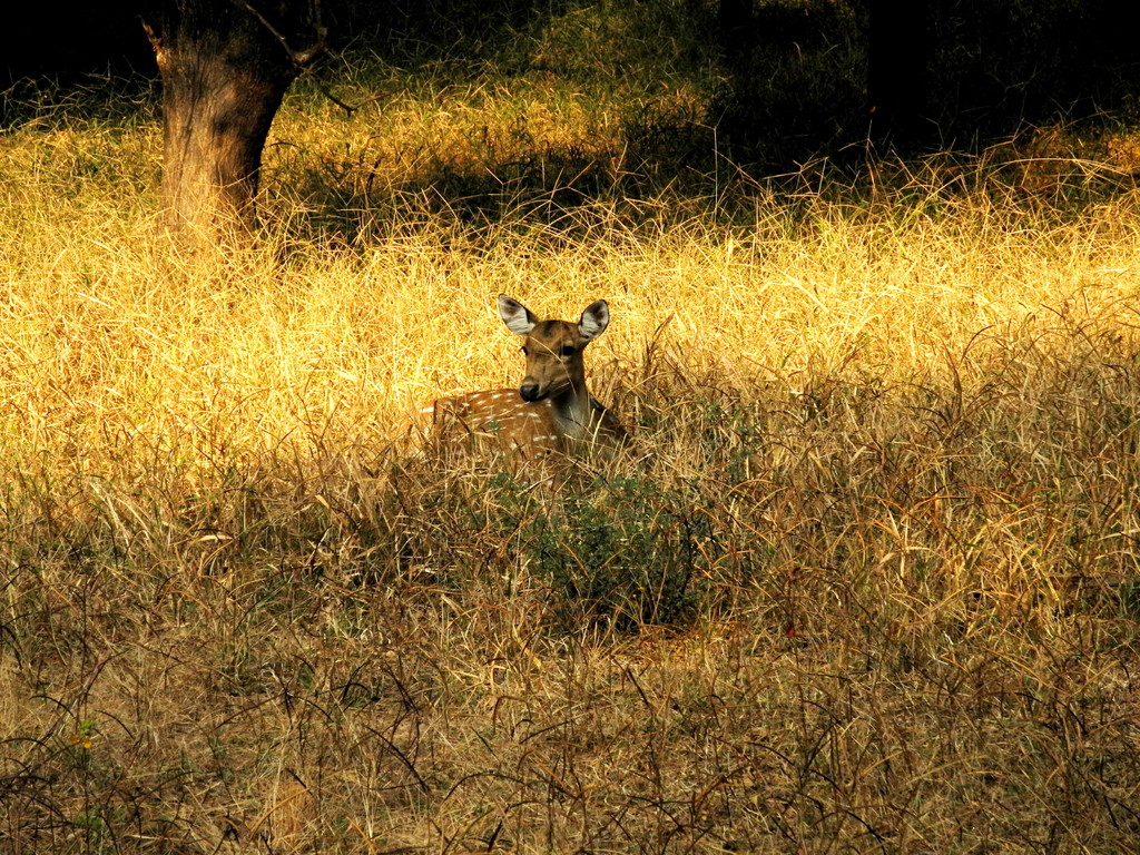 Ranthambore