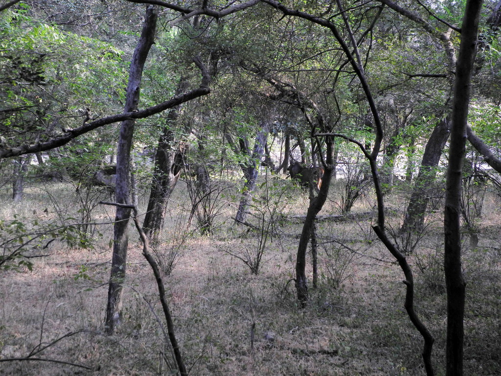 Ranthambore