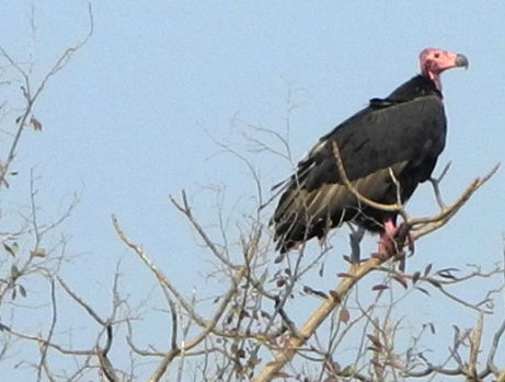 Ranthambore -Indischer Geier