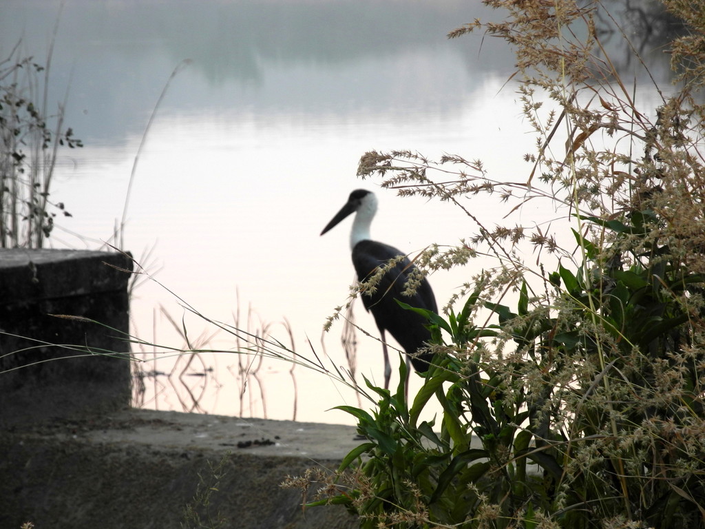 Ranthambore