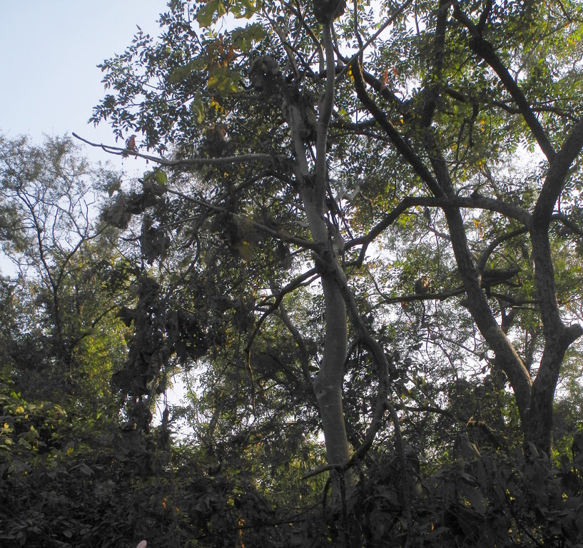 Ranthambore