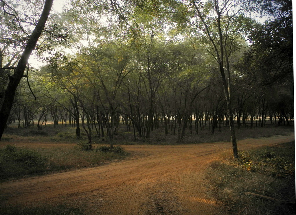 Ranthambore