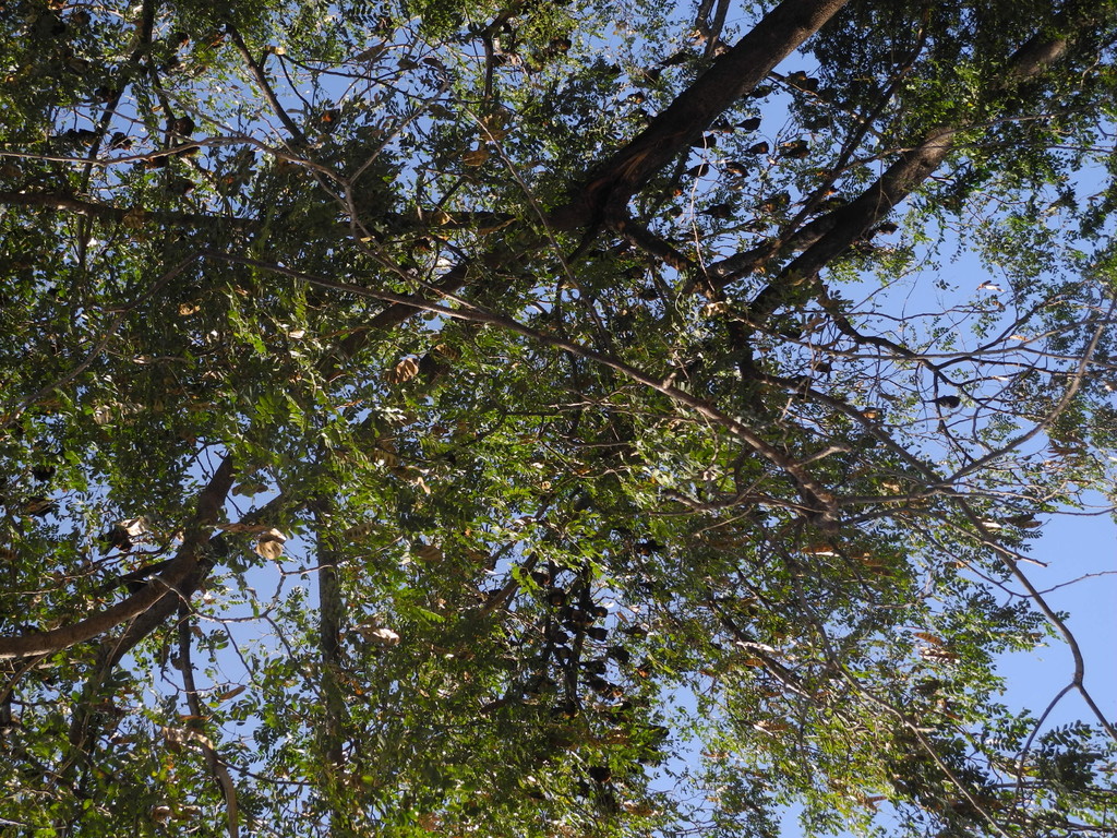 Unterwegs nach Udaipur - Flughunde (Pteropodidae; Megachiroptera)