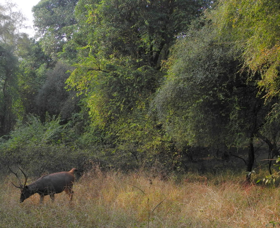Ranthambore