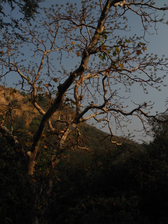 Ranthambore