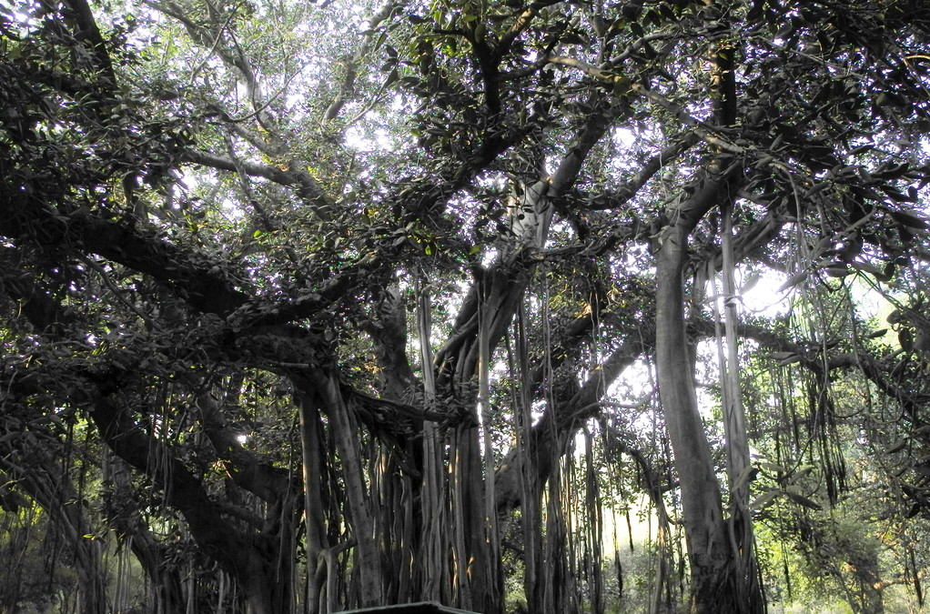Ranthambore