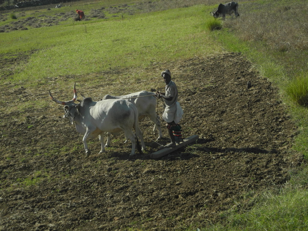 Unterwegs nach Udaipur