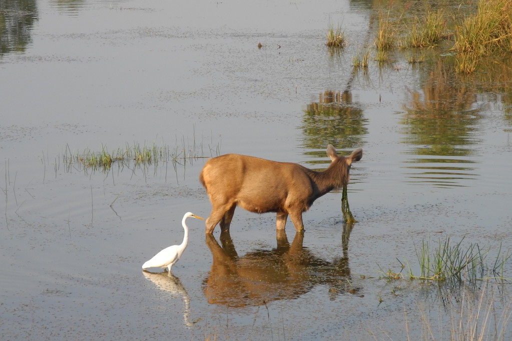 Ranthambore