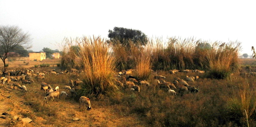 Unterwegs von Jaipur nach Ranthambore