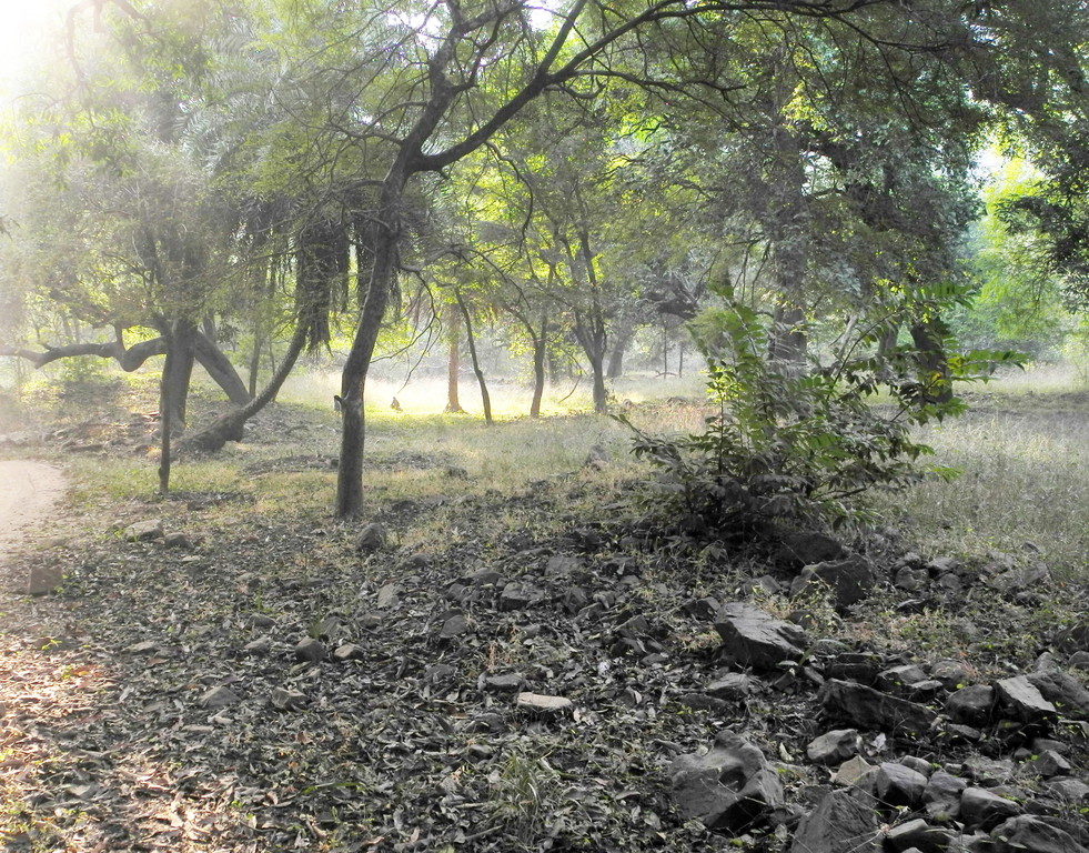 Ranthambore