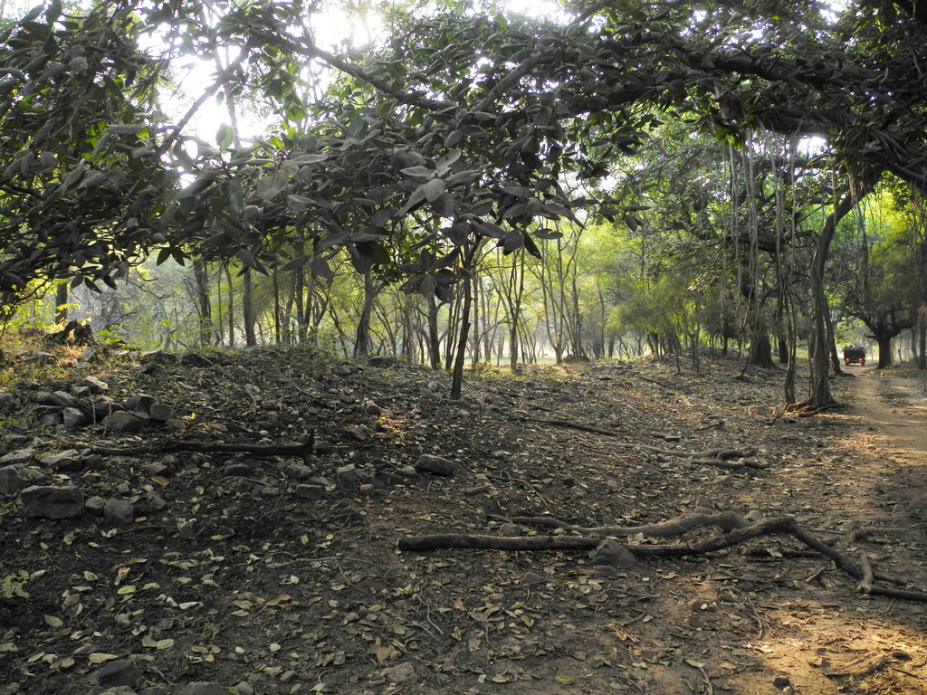 Ranthambore