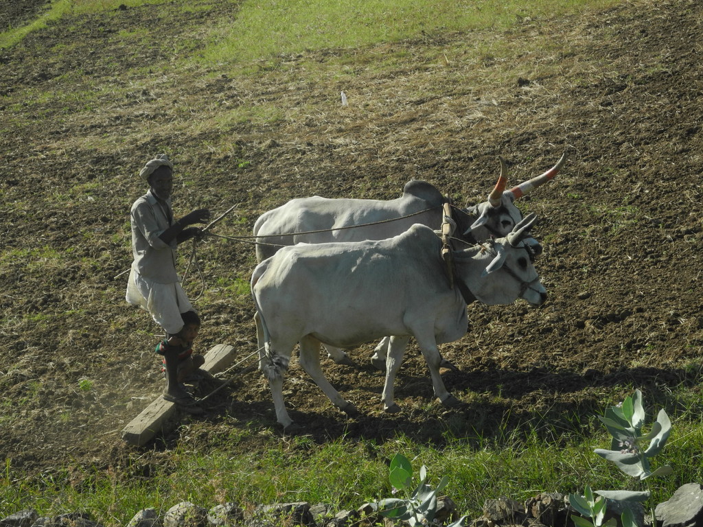 Unterwegs nach Udaipur
