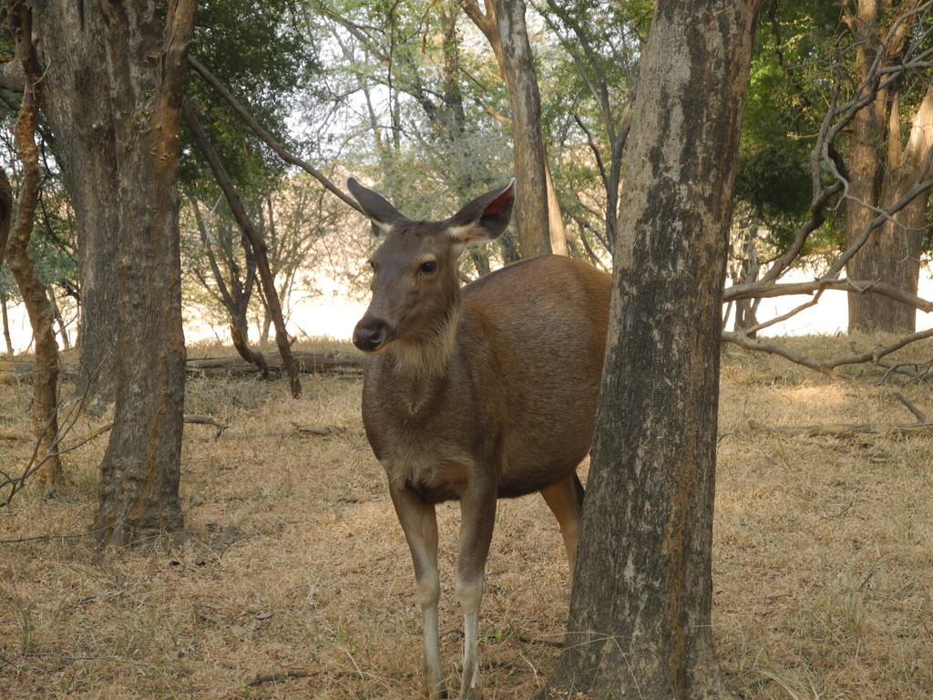 Ranthambore