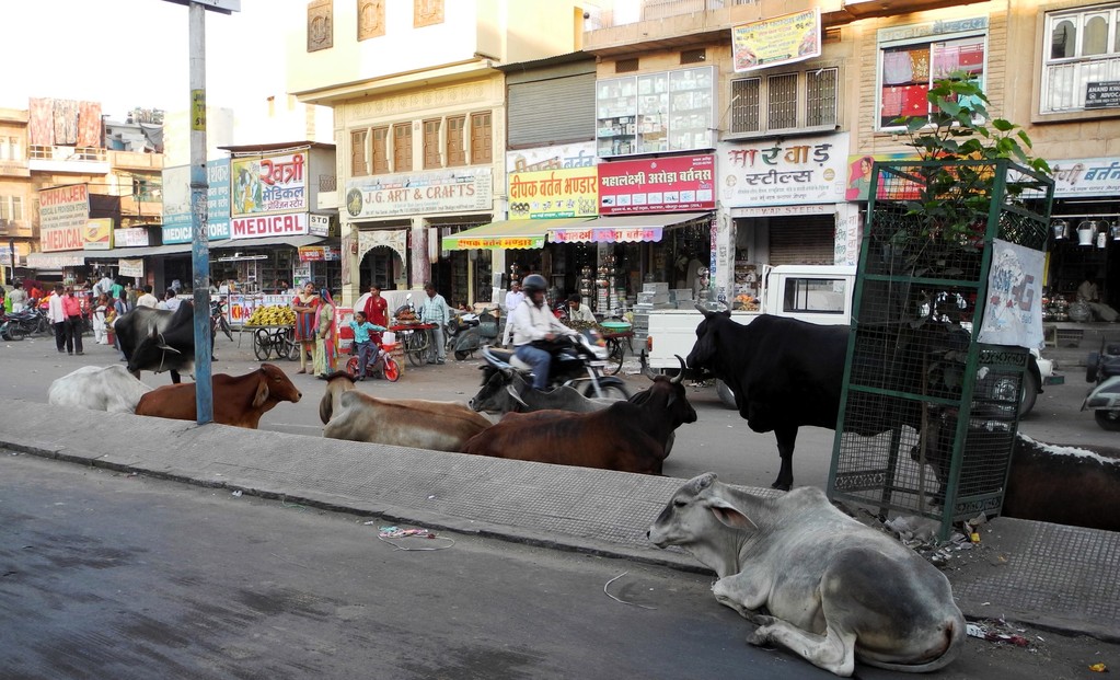 Jodhpur- Stadtspaziergang
