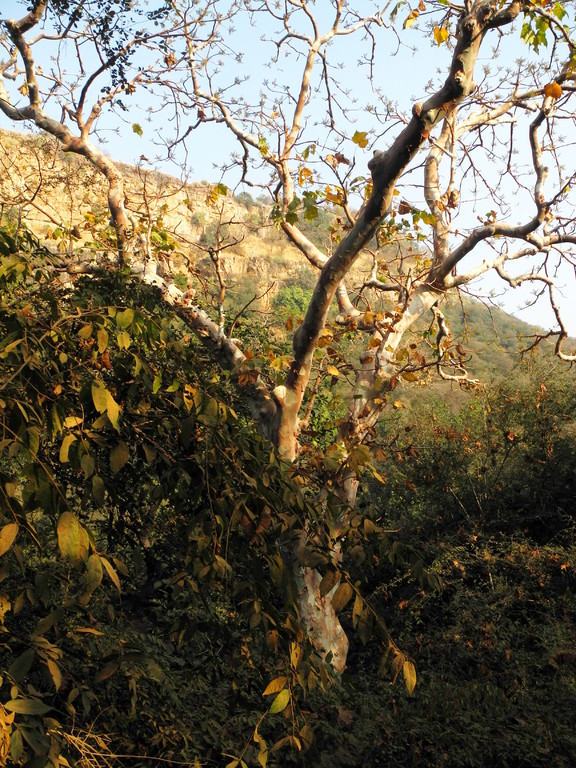 Ranthambore