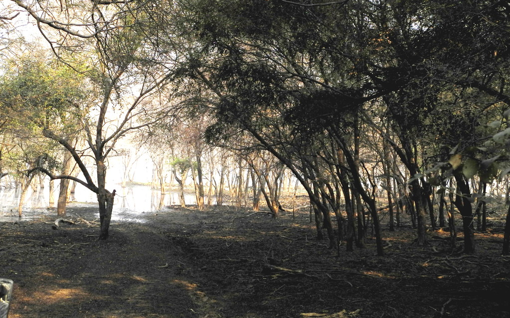 Ranthambore