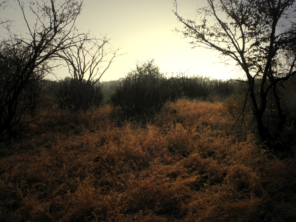 Ranthambore