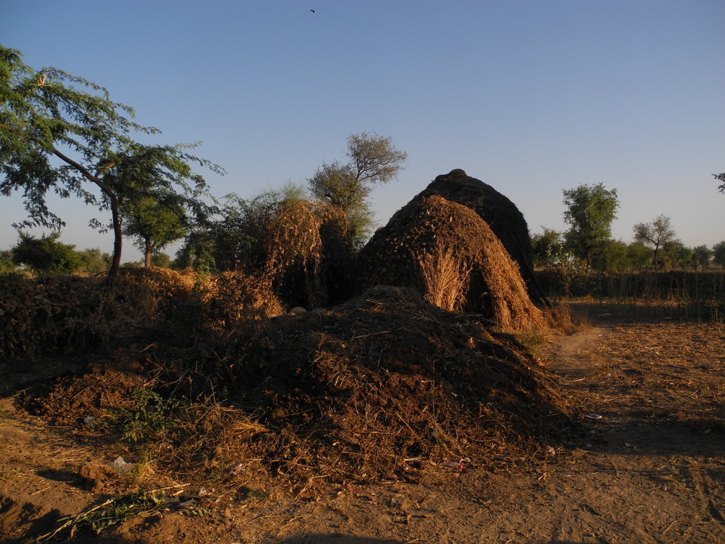 Umgebung Jodhpur - Besuch beim Opium - Bauer