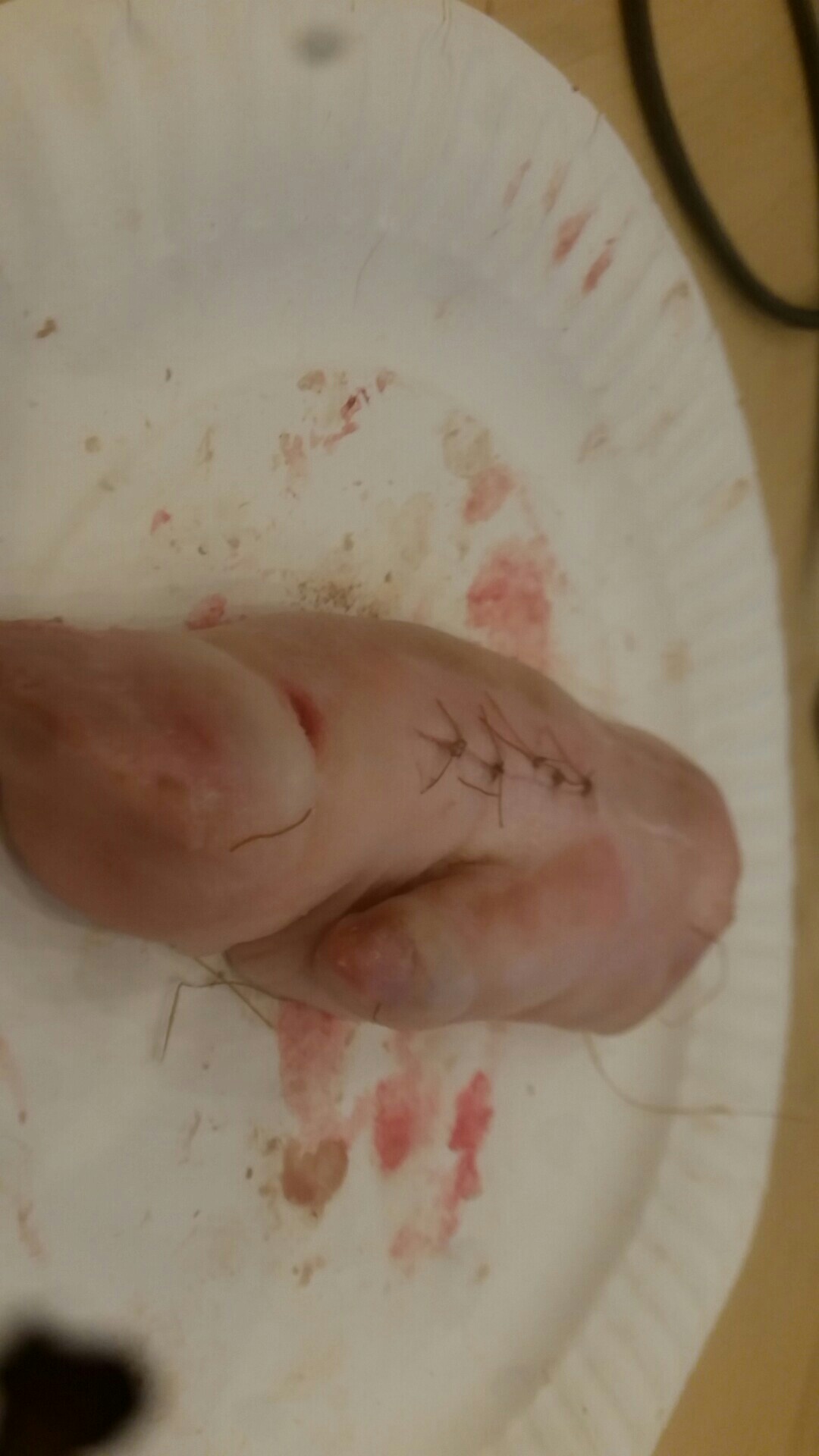 Pig's foot