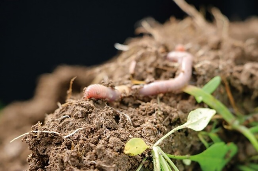 Klimaretter Regenwurm – Wie er den Boden lebendig hält