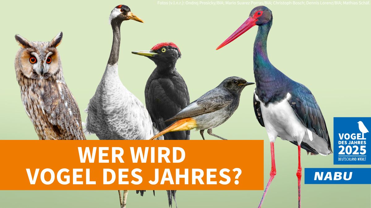 Vogel des Jahres 2025 – lernt die fünf Kandidaten kennen!