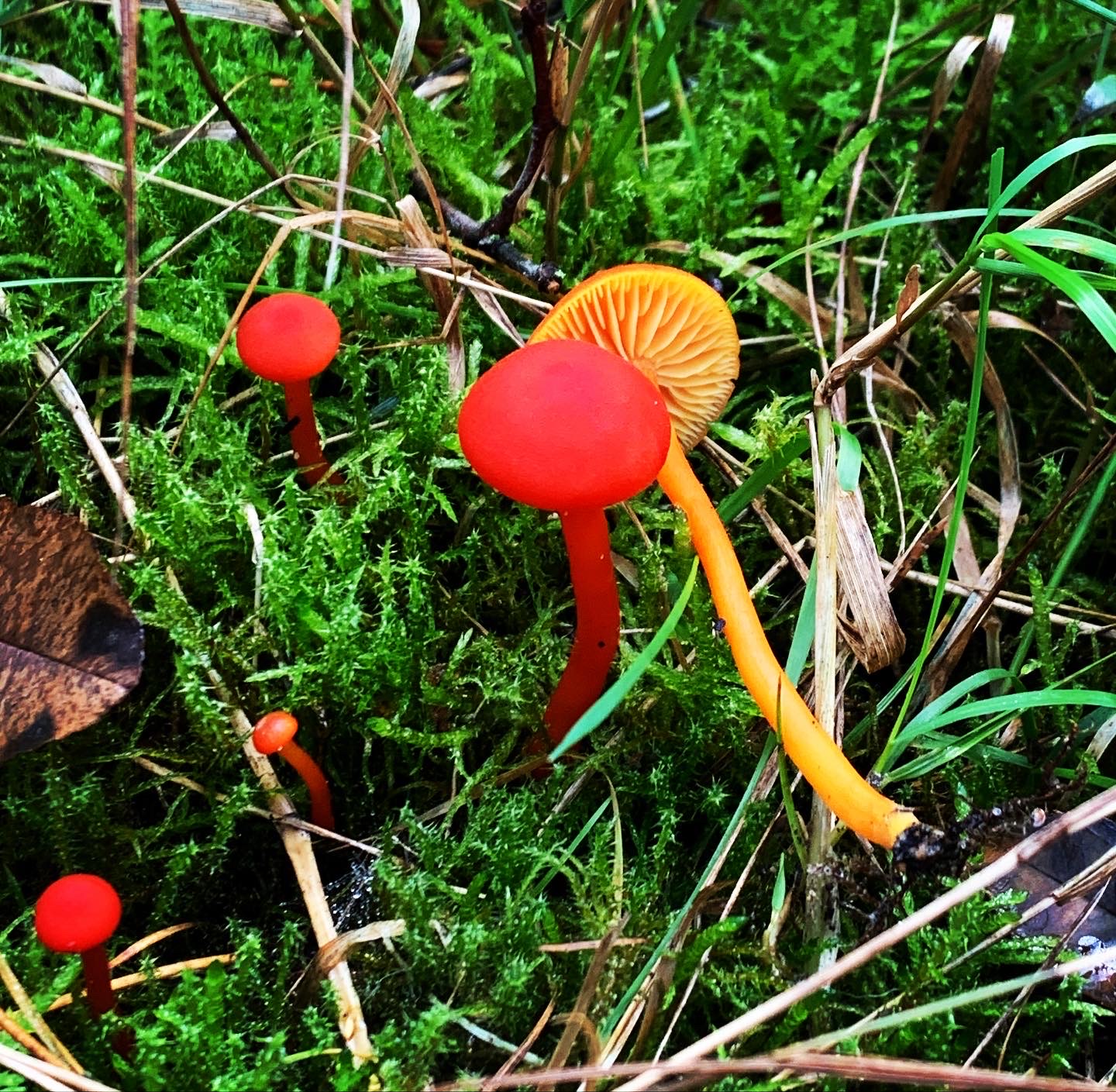 Von Burggräben, Netzwerkern und dem Zauber roter Waldlaternen