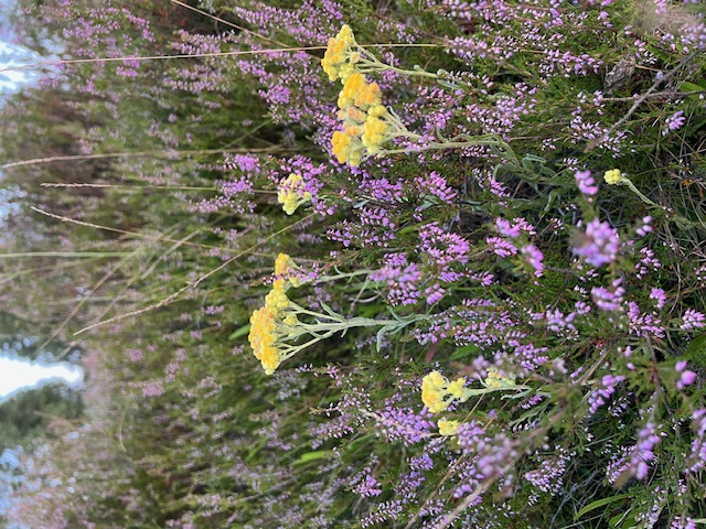 Die Heide blüht auch sonnengelb