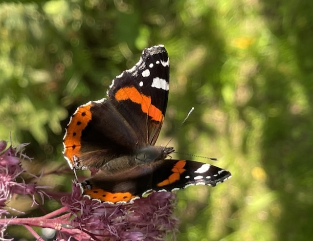 Ein Garten für Schmetterlinge