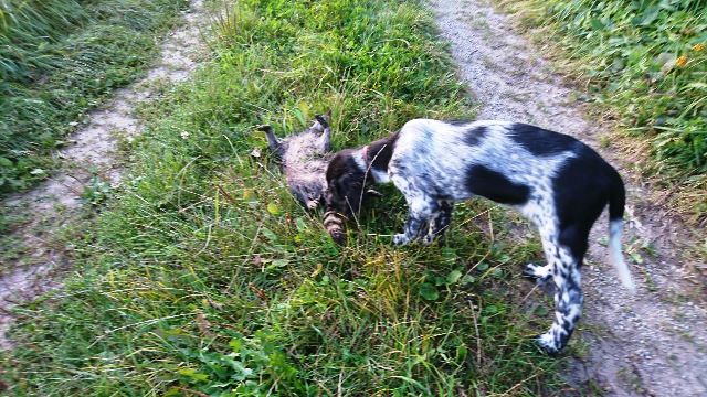 Bena vom Brede 224/17 mit Waschbär