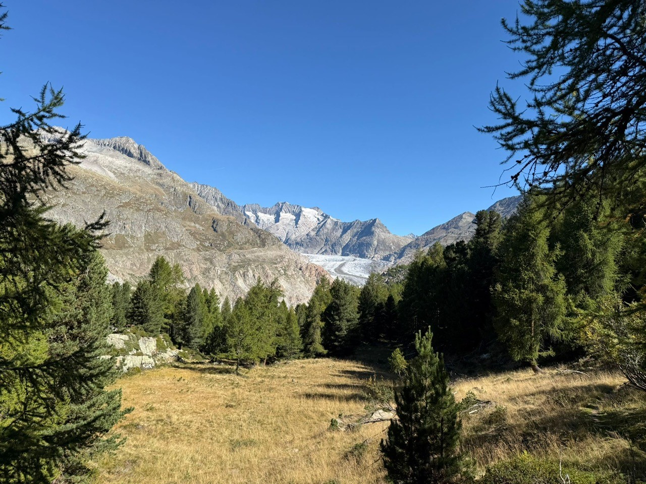 „Kultour“ Aletschwald und Safranfelder in Mund