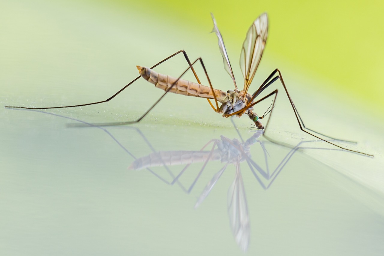 Tiergesundhalter Knoblauch Hilft Nur Gegen Vampire