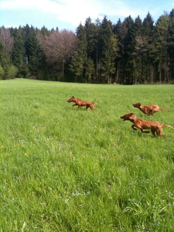 Rayha, Dayo und Zina