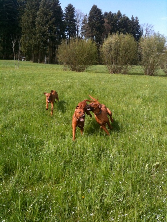 Zina, Rayha und Dayo