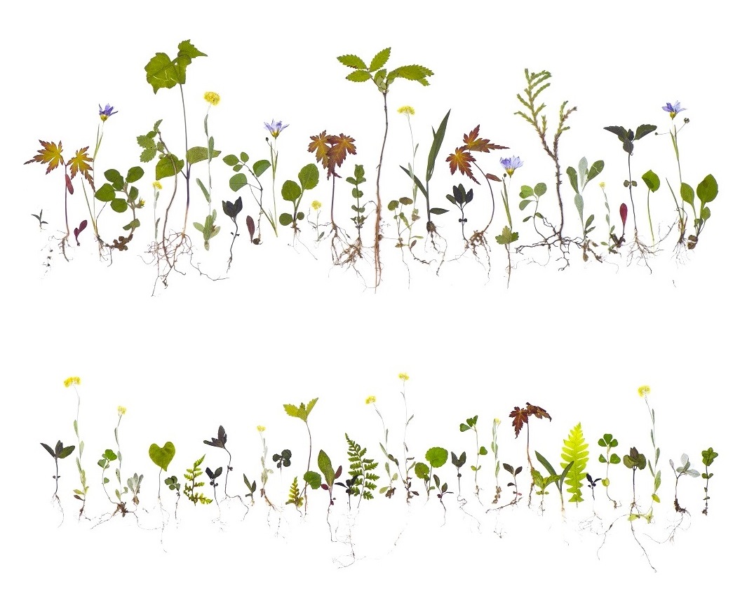 レカンフラワー - 【横浜・大阪・青山渋谷】押し花・ドライフラワー