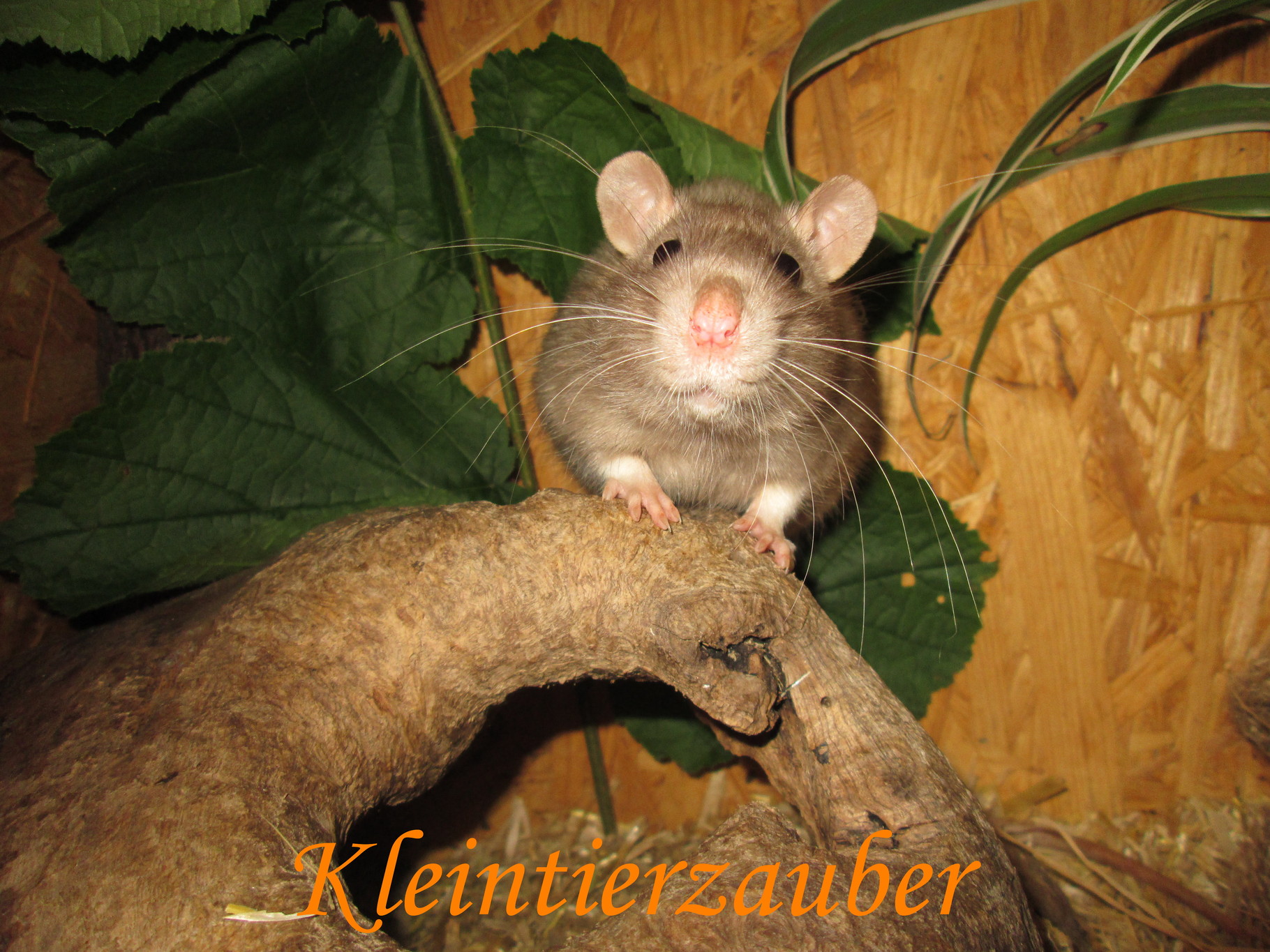 Farbrattenzucht kleintierzaubers Webseite!