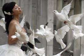 colombes mariage