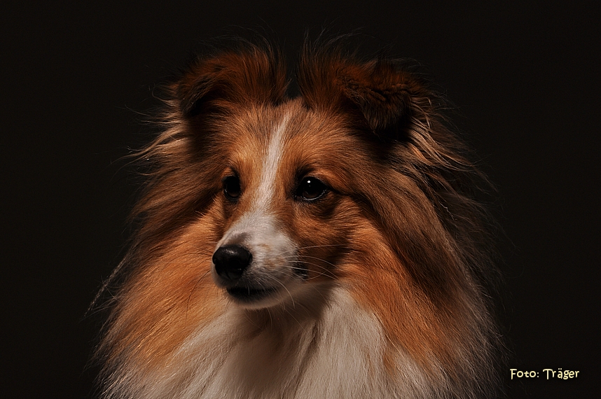 Lilith_Sheltie♀Let`s dance!