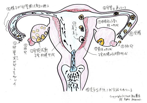 妊活：卵巣イメージ図（by新潟市の漢方薬専門店「西山薬局」）