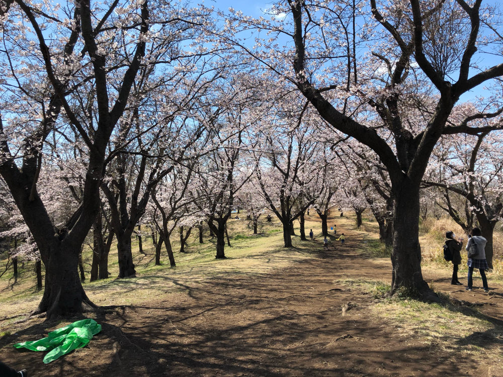 大池公園の桜山頂上 20190401