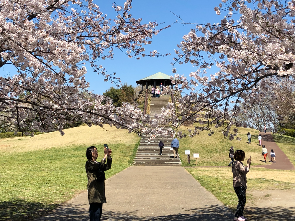 四季の森公園の桜 20190404