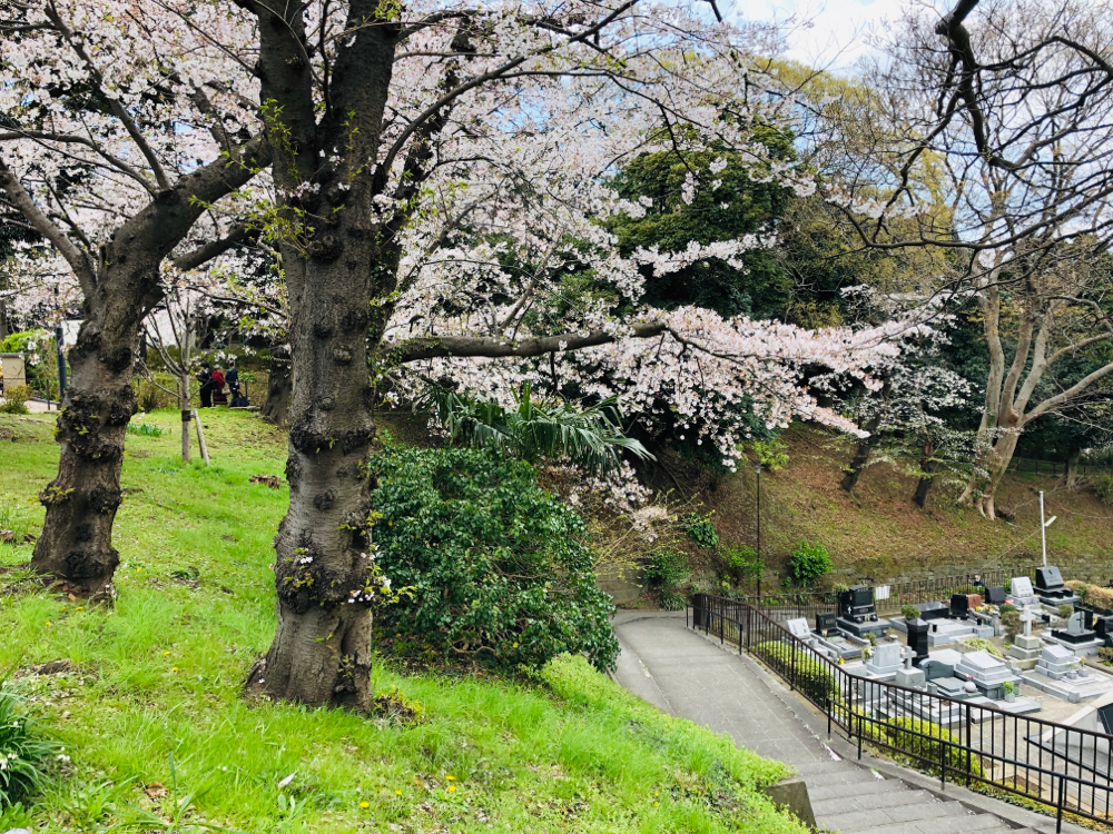 横浜山手の桜 20190402