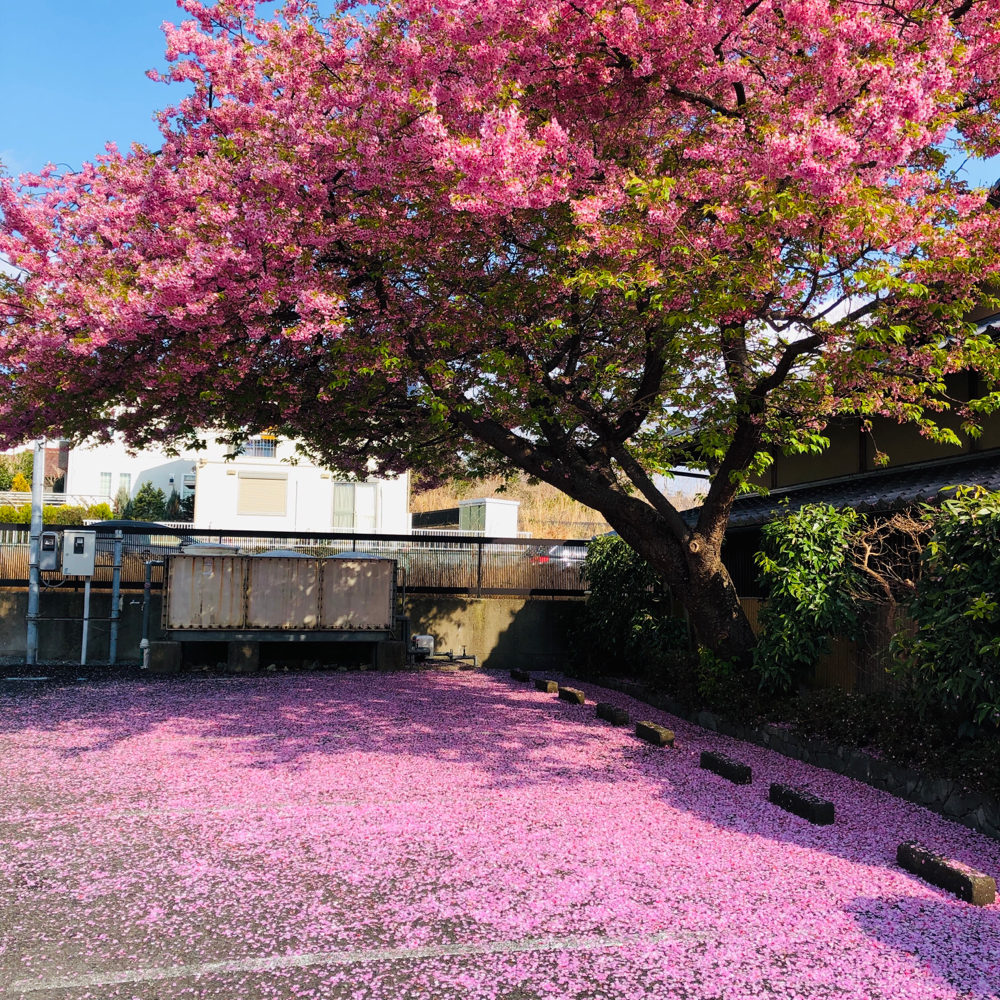 伊豆高原の河津桜が散り始め 20190302