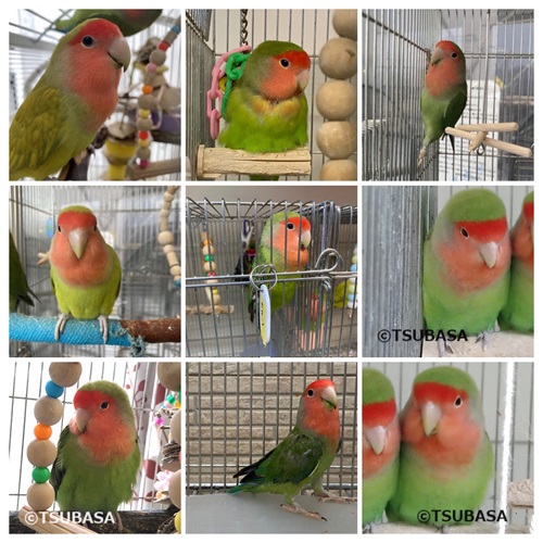コザクラインコ12羽 - 飼い鳥のレスキュー団体／TSUBASA