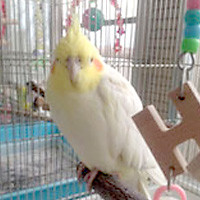 tsubasa2013年に里親が決まったオカメインコ