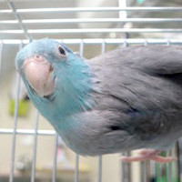 tsubasa2014年に里親が決まったマメルリハインコ