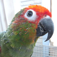 tsubasa2014年に里親が決まったゴシキメキシコインコ