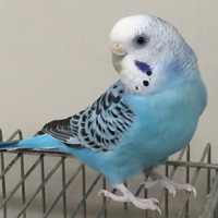 2018年に里親が決まった鳥たち 飼い鳥のレスキュー団体 Tsubasa
