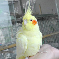 tsubasa2014年に里親が決まったオカメインコ