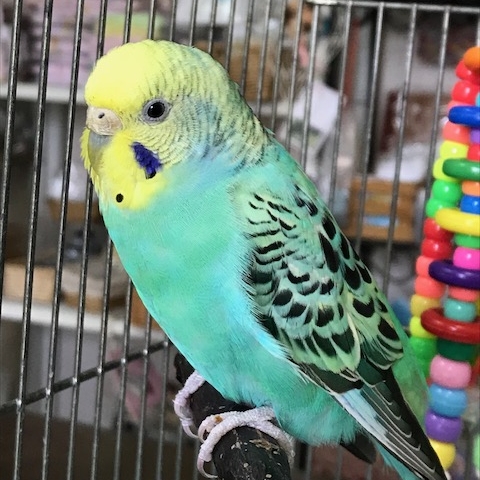 パール セキセイインコ 飼い鳥のレスキュー団体 Tsubasa
