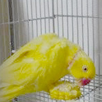 tsubasa2013年に里親が決まったワカケホンセイインコ